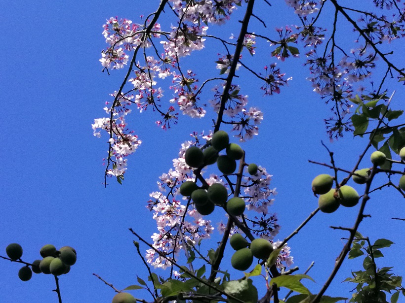 桜と梅の実の競演
