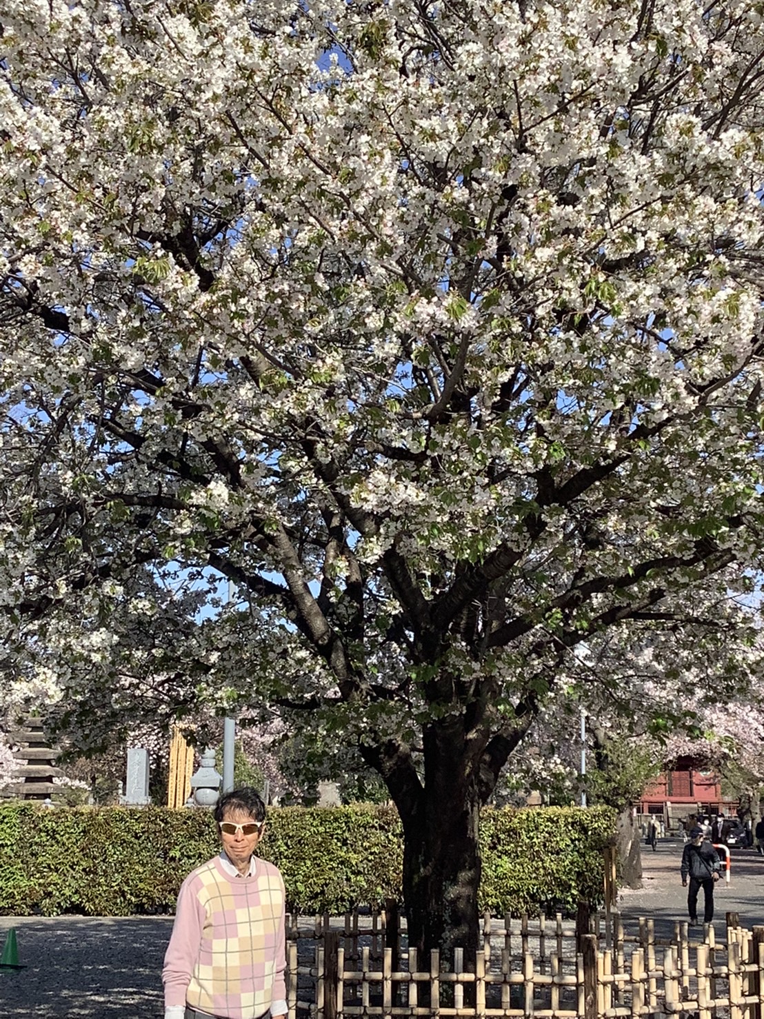 豊島氏と桜