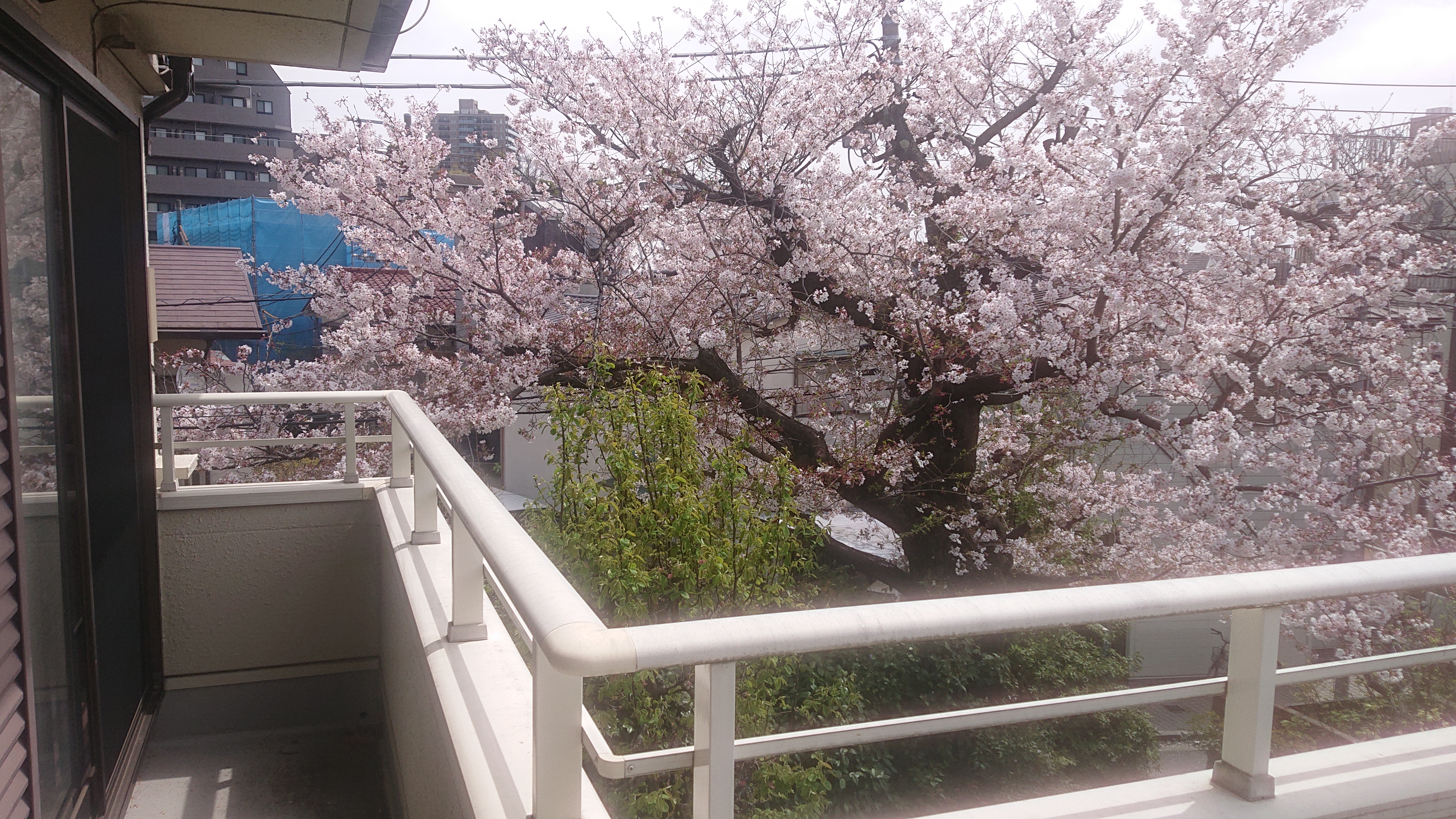 自宅から見える桜