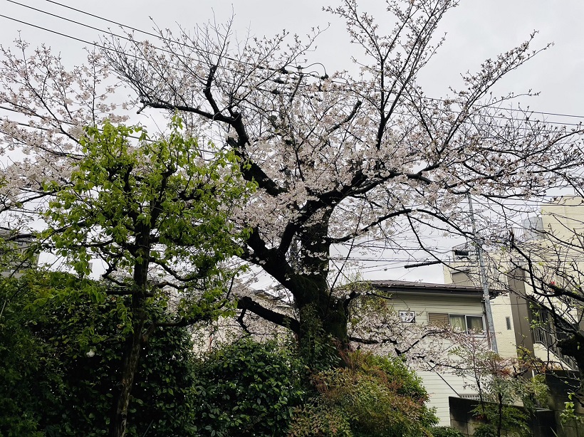 豊島氏自宅の桜