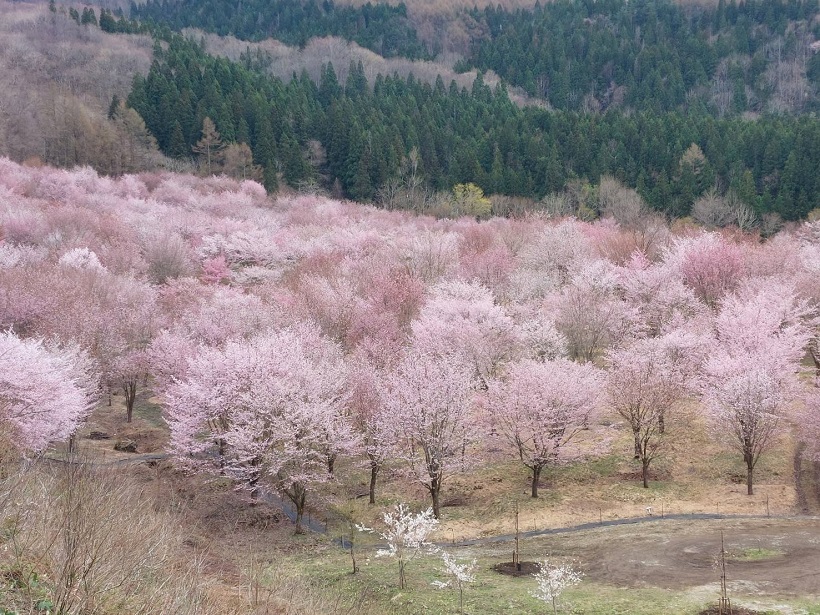 福島は喜多方の桜