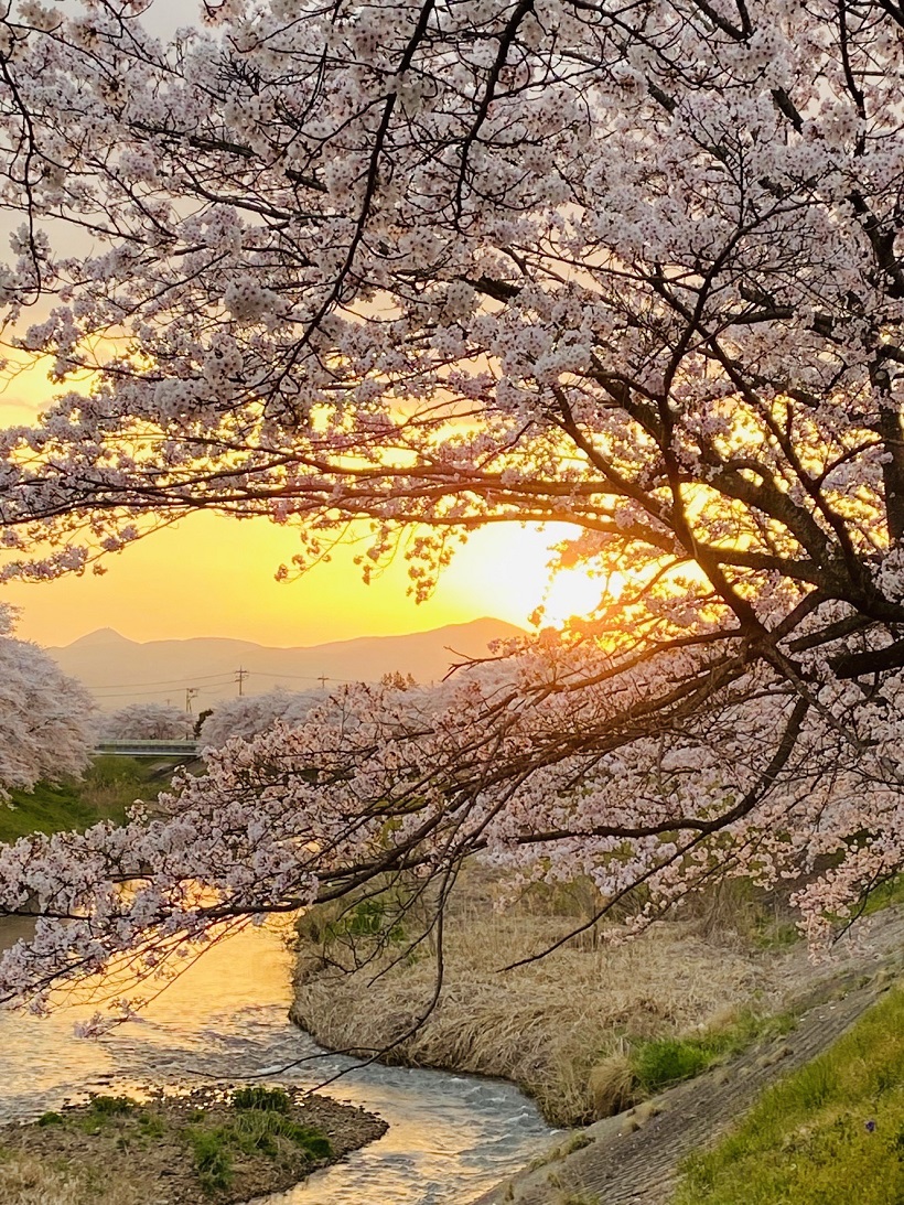 福島県の釈迦堂川の桜