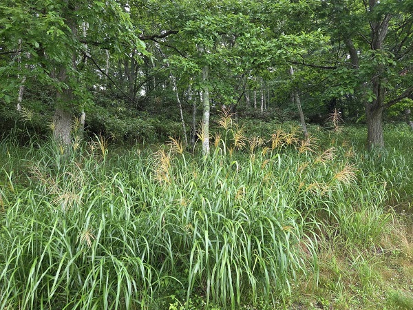 金のスポット価格上昇を示すグラフ